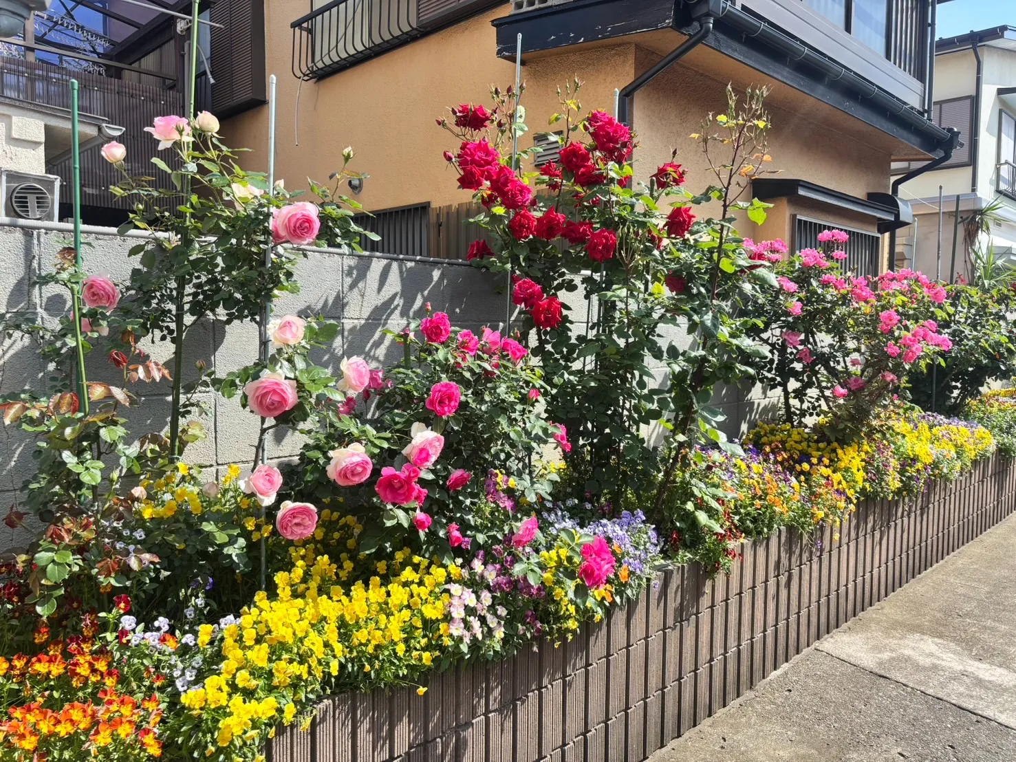 バラが満開です!